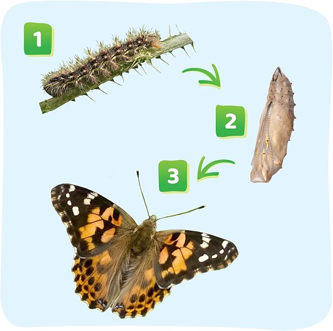 Insect Lore Butterfly Garden - 8" Habitat with 5 Live Baby Caterpillars - Includes Life Cycle Figurines, Stickers, Wind up, Mini Habitat | Birthday or Teacher Gift Set