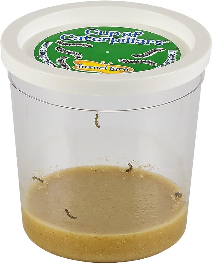 Insect Lore Cup Caterpillars - 5 Live Painted Lady Caterpillars with Food - Includes Figurines - Refill Kit for Butterfly Garden Habitat - STEM Science Activity for Kids and Classrooms