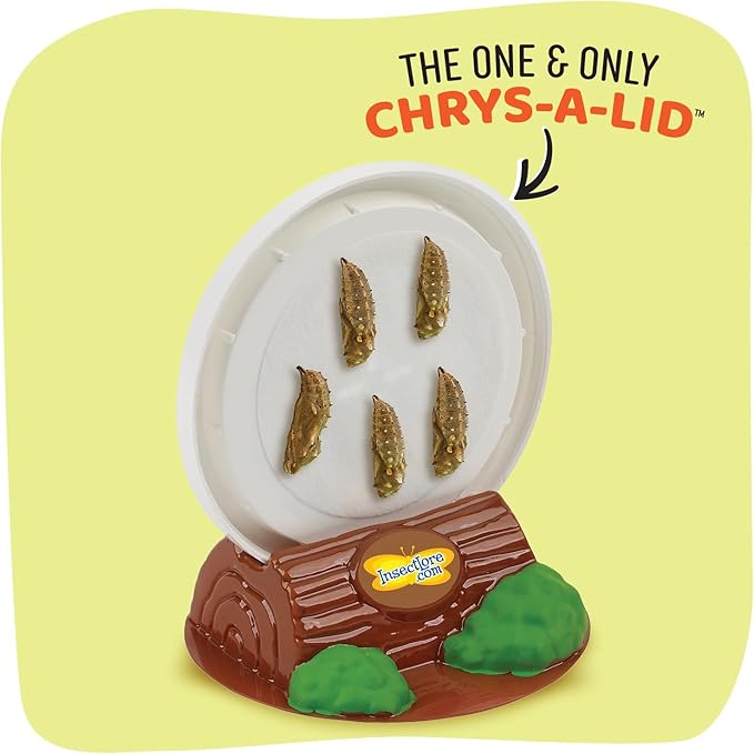 Insect Lore Cup Caterpillars - 5 Live Painted Lady Caterpillars with Food - Includes Figurines - Refill Kit for Butterfly Garden Habitat - STEM Science Activity for Kids and Classrooms