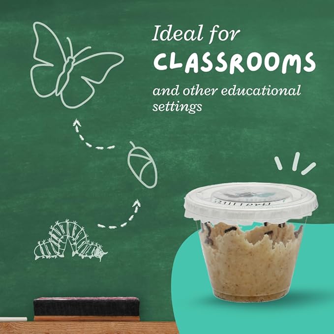 Clearwater Butterfly Live Painted Lady Butterflies - 33 Live Caterpillars Kit - Live Caterpillars to Butterflies - Classroom/School Kit & Habitat - (Suitable for All Ages)