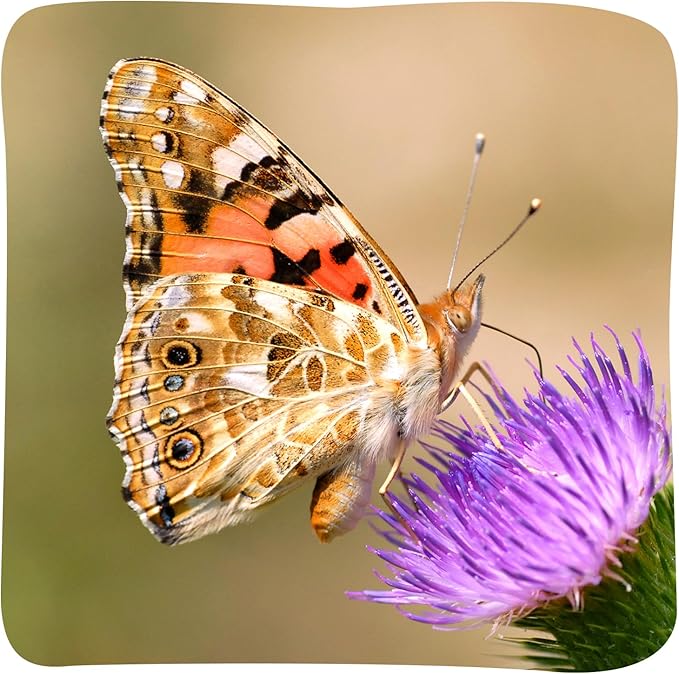 Insect Lore Butterfly Garden with 10 Live Baby Caterpillars - Habitat, Feeder, Chrys-A-Lid Holders, STEM Activity Journal - Raise and Release Painted Lady Butterflies