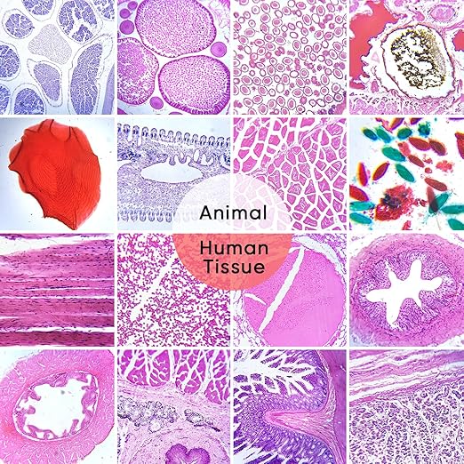 120 Microscope Slides with Specimens,Prepared Microscope Slides for Kids,Glass Slides for Microscope,Prepared Slides for Kids Microscope,Microscope Slide Preparation Kit for Biology Science Classes